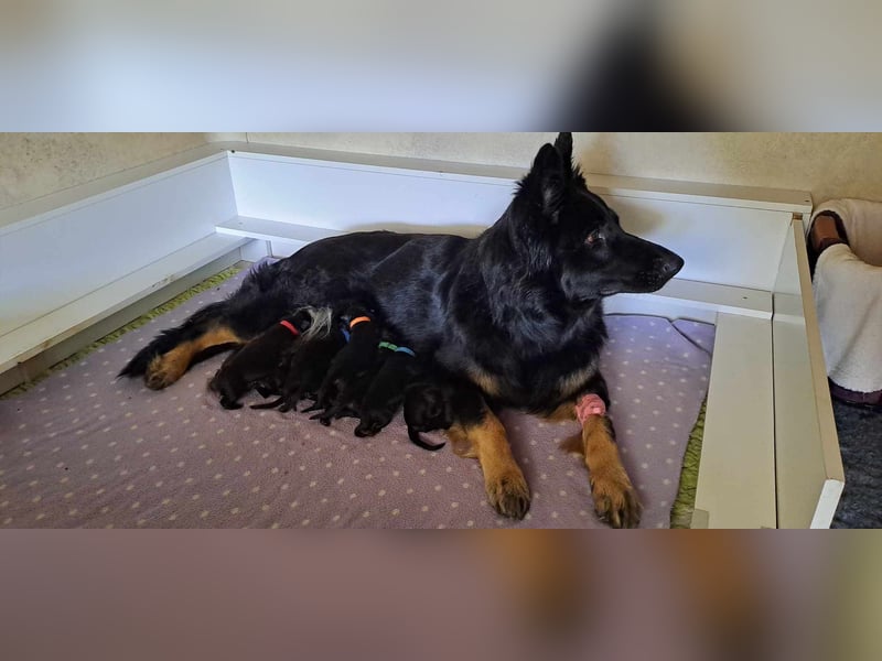 Altdeutsche Schäferhunde Noch 1 Rüde frei