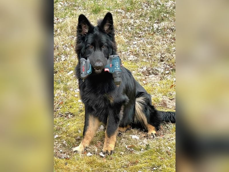 Altdeutsche Schäferhunde