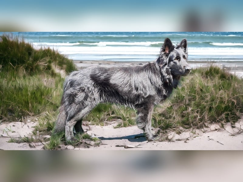 Altdeutsche Schäferhunde