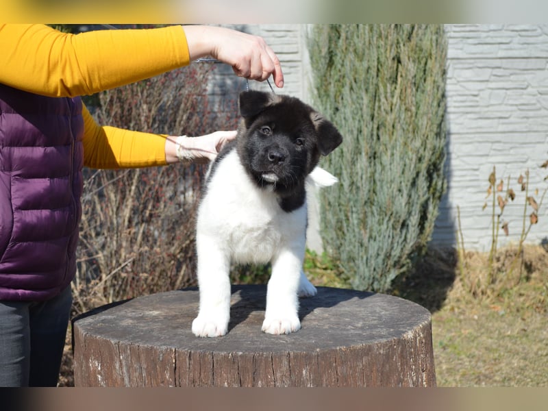 Amerikanischer Akita