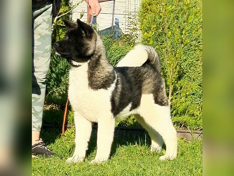 Amerikanischer Akita