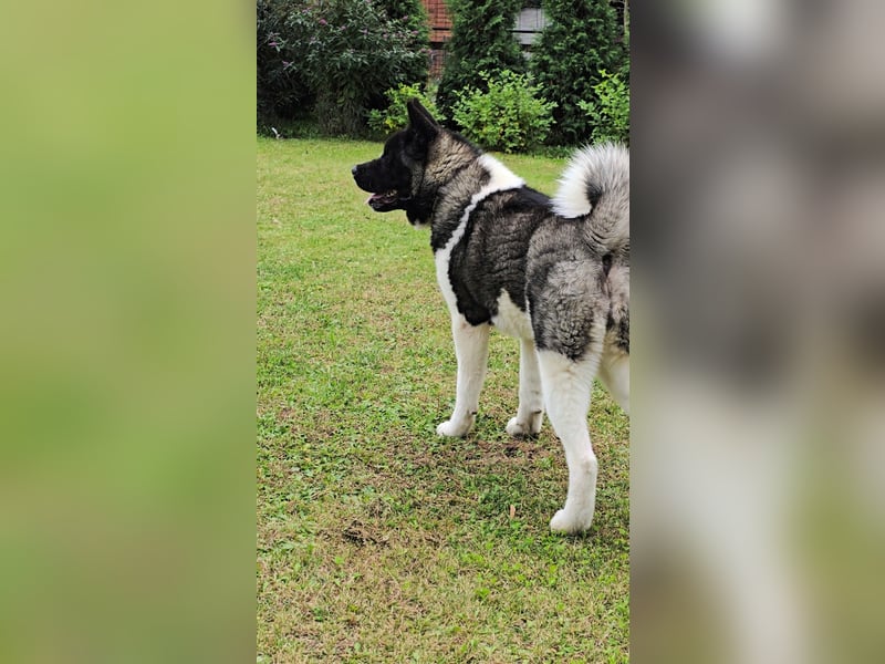 Amerikanischer Akita