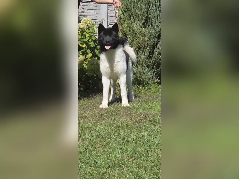 Niagara – Die zukünftige Championin sucht ihr Zuhause