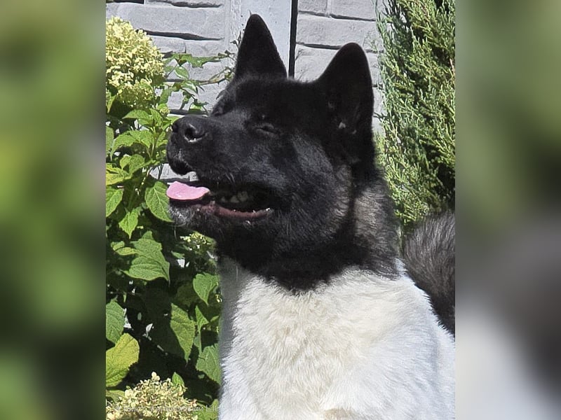 Niagara – Die zukünftige Championin sucht ihr Zuhause