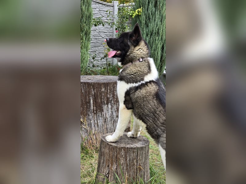 Amerikanischer Akita