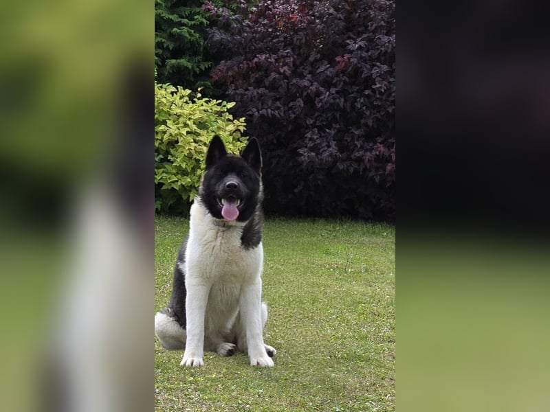 Amerikanischer Akita
