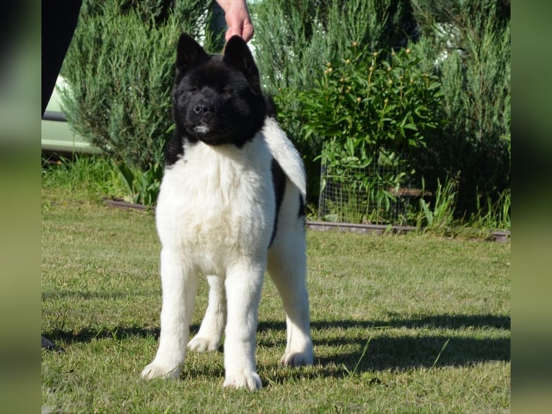 Amerikanischer Akita - der Beste
