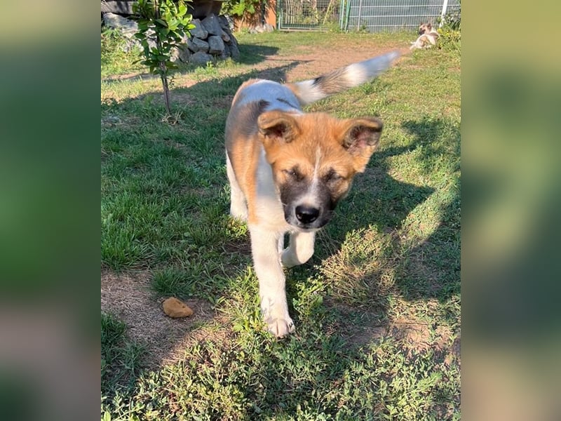 Zwei süße American Akita Welpen (Hündin und Rüde) – Amerikanischer Akita