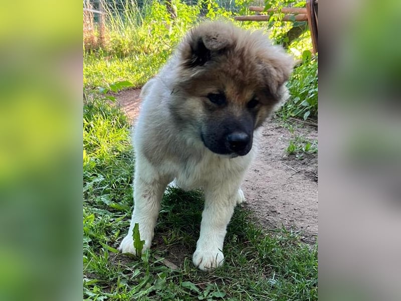 Zwei süße American Akita Welpen (Hündin und Rüde) – Amerikanischer Akita