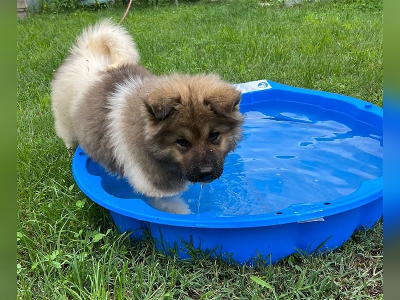 Zwei süße American Akita Welpen (Hündin und Rüde) – Amerikanischer Akita