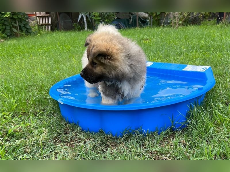 Zwei süße American Akita Welpen (Hündin und Rüde) – Amerikanischer Akita