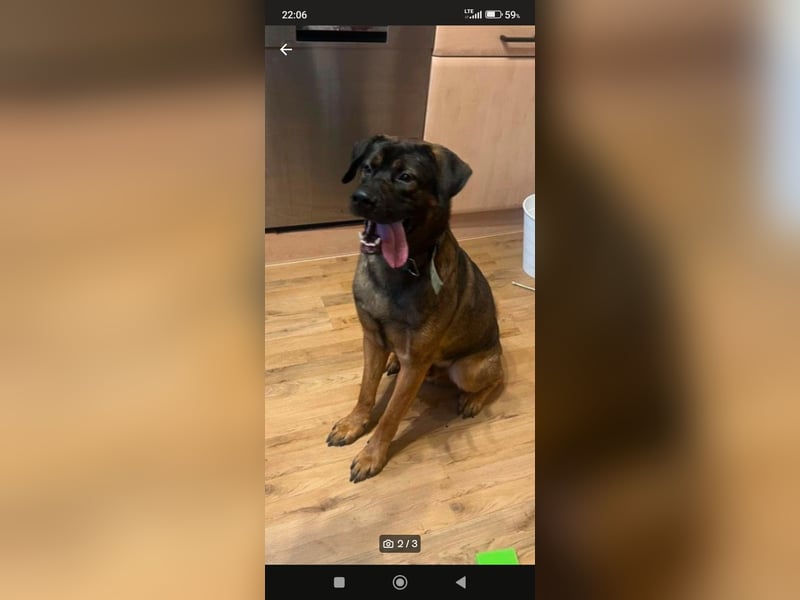 American Akita Mix Junghund  sucht dein Zuhause für immer