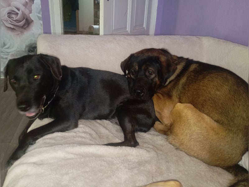 American Akita Mix Junghund  sucht dein Zuhause für immer