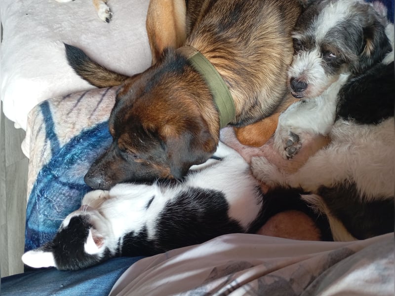 American Akita Mix Junghund  sucht dein Zuhause für immer