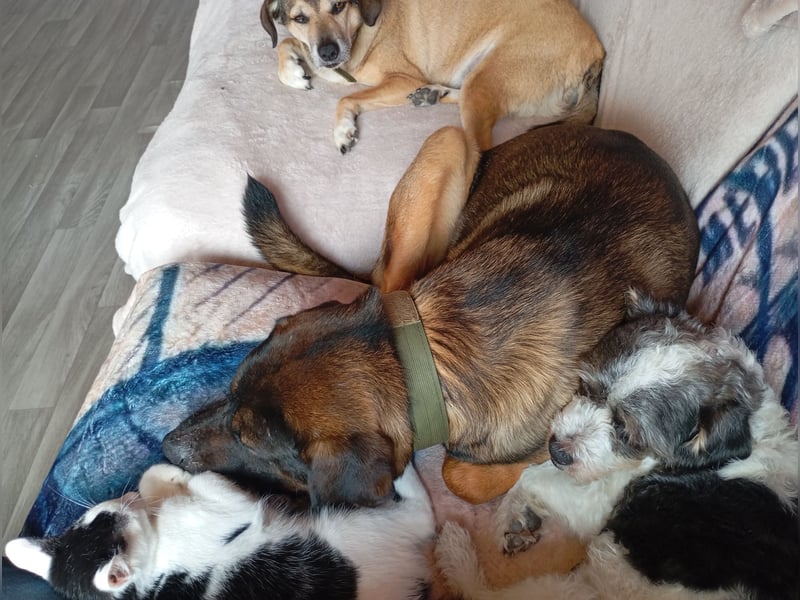 American Akita Mix Junghund  sucht dein Zuhause für immer