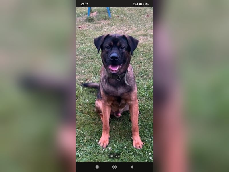 American Akita Mix Junghund  sucht dein Zuhause für immer