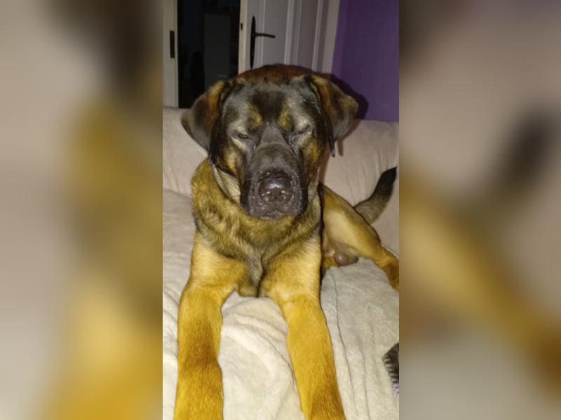 American Akita Mix Junghund  sucht dein Zuhause für immer