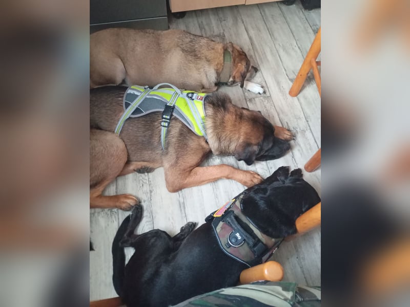 American Akita Mix Junghund  sucht dein Zuhause für immer