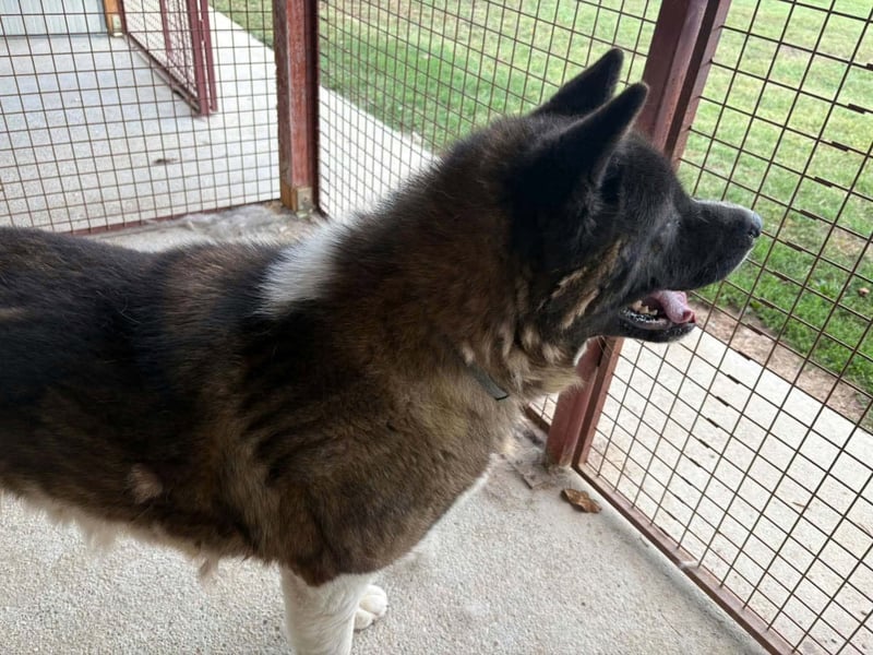 Bali, Familienhund im besten Hundealter