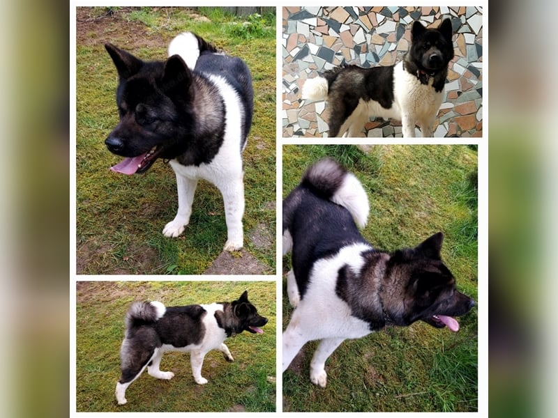 American Akita reinrassig