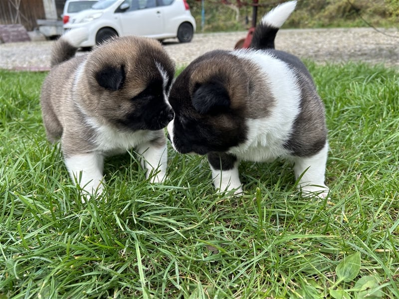 American Akita Welpen