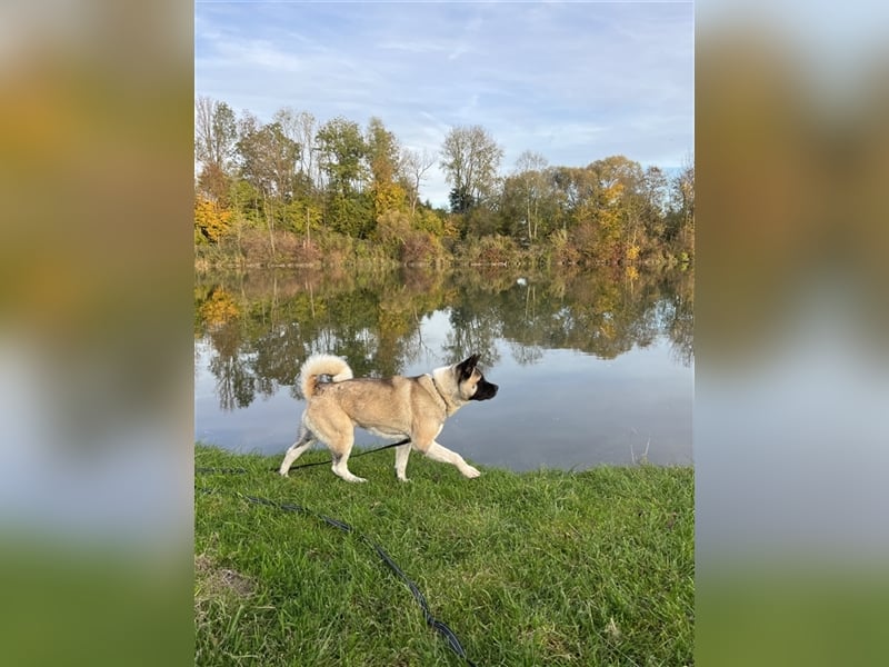 American Akita Welpen