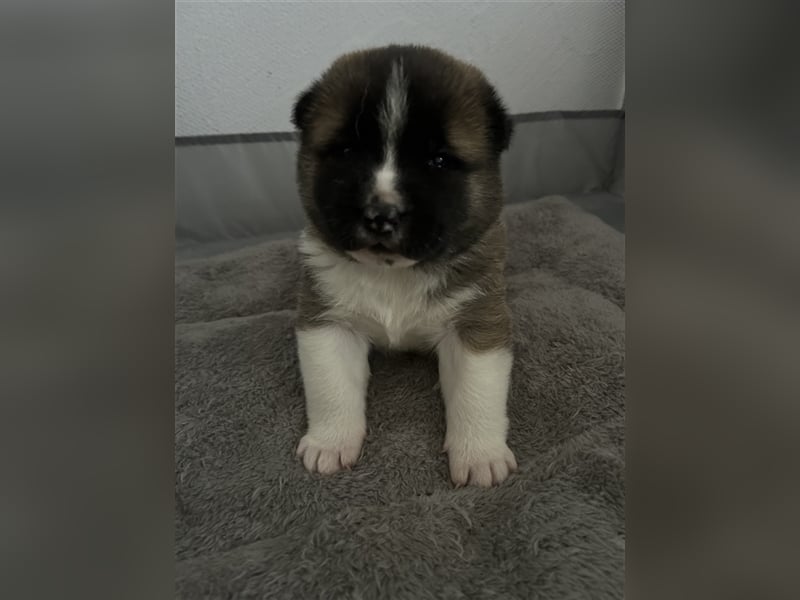 American Akita Welpen