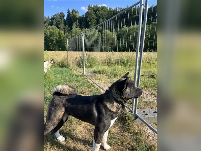 American Akita Welpen