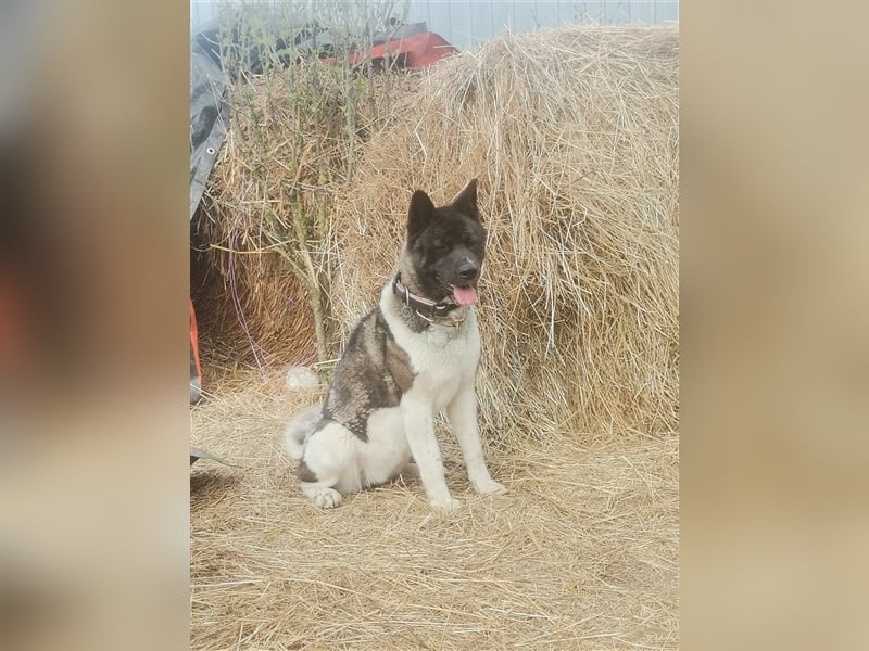 American Akita Hündin sucht ein neues Zuhause