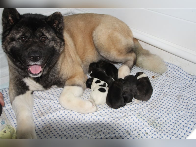 American Akita Welpen