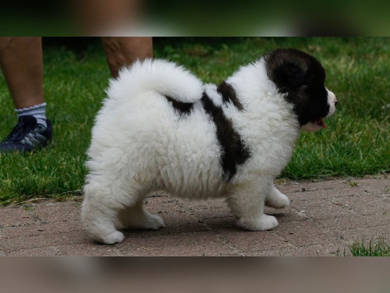 American Akita Welpen