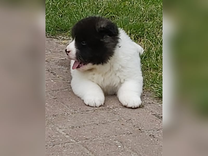 American Akita Welpen