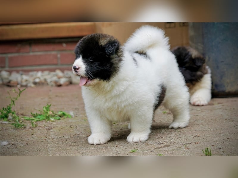 American Akita Welpen