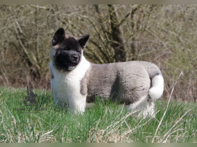 Echter reinrassiger American Akita Hündin