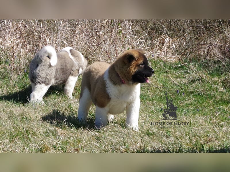 Echte reinrassiger American Akita Hündin