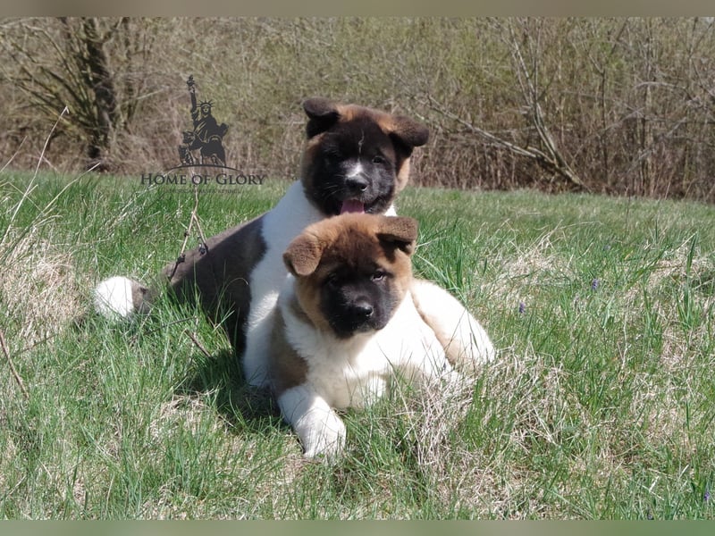 Echte reinrassiger American Akita Hündin