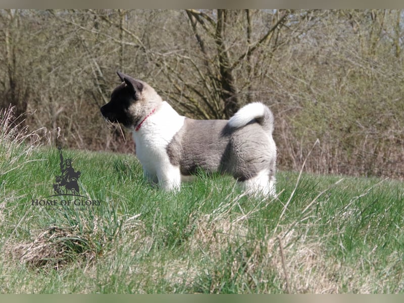 Echter reinrassiger American Akita Hündin