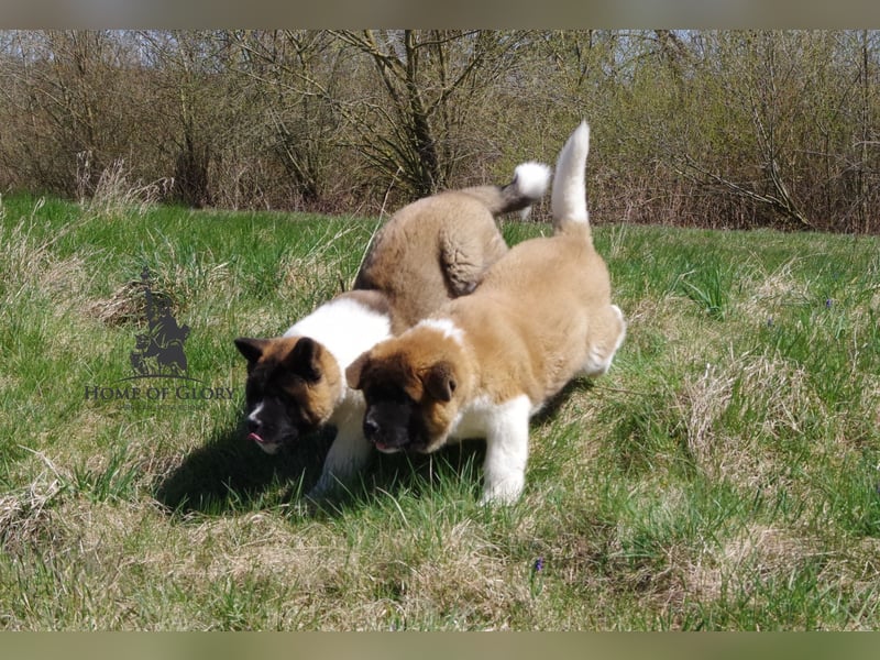 Echte reinrassiger American Akita Hündin