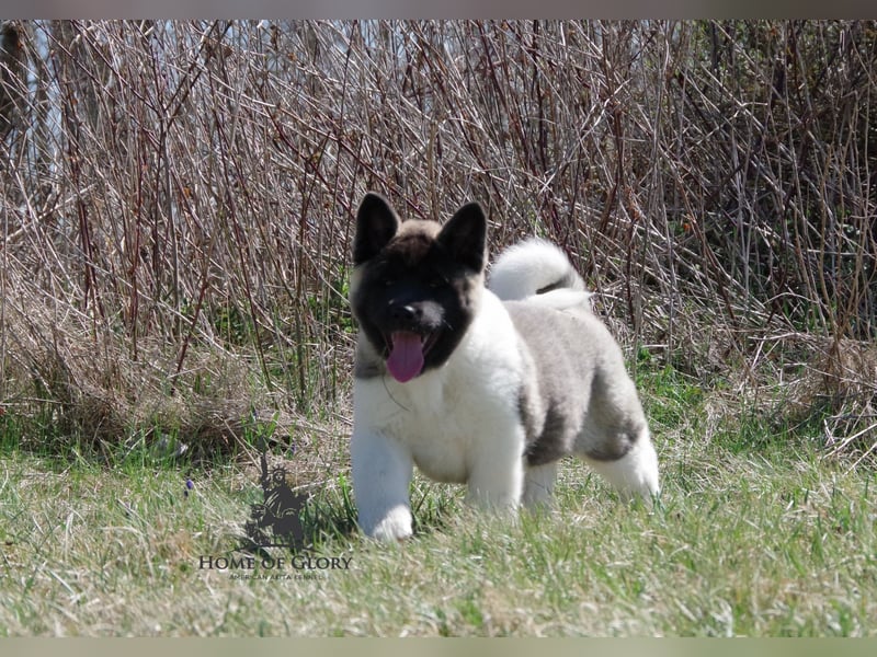 Echter reinrassiger American Akita Hündin
