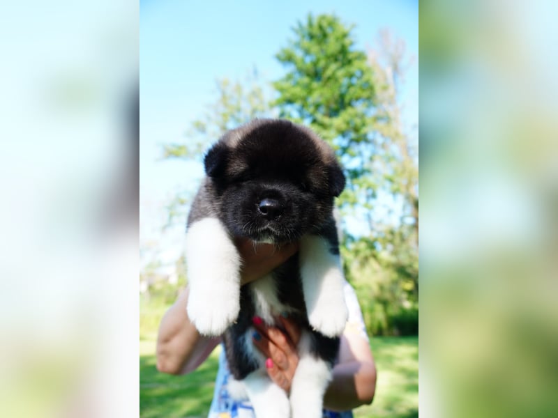 Amerikanische Akita