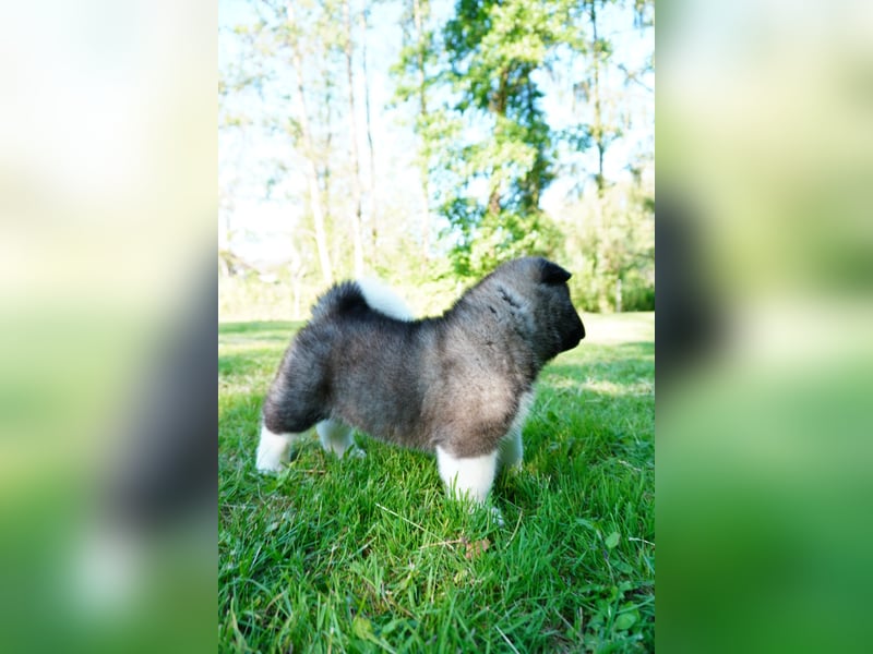 Amerikanische Akita