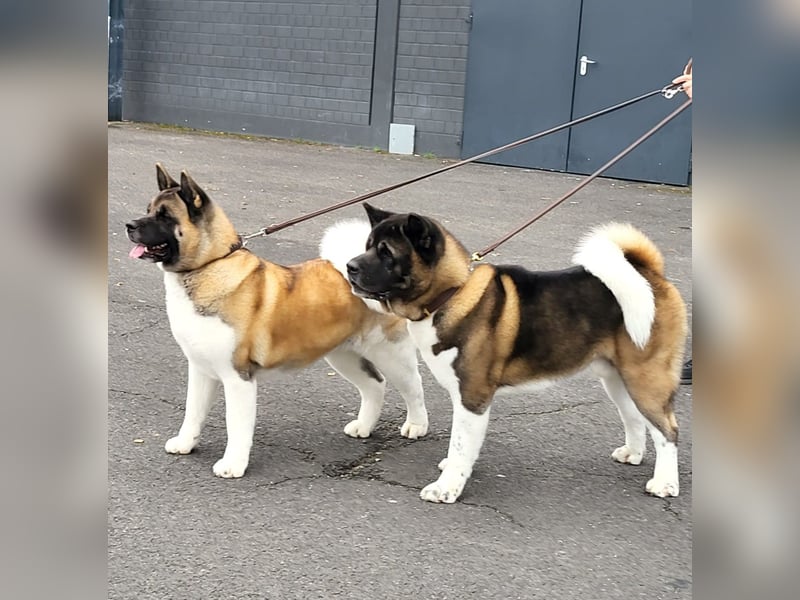 Amerikanische Akita