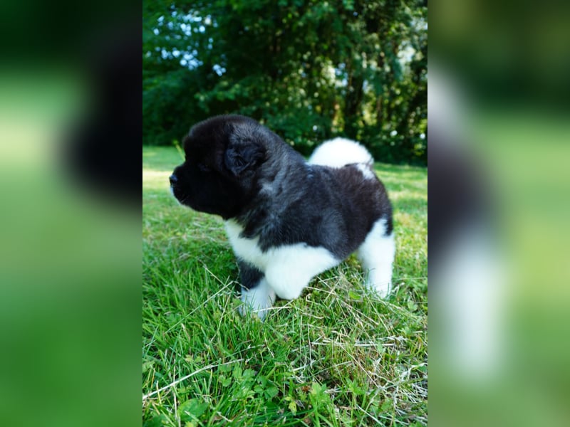 Amerikanische Akita