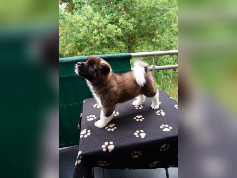 Amerikanische Akita