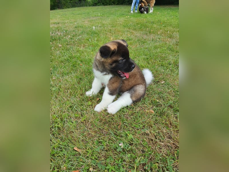 Amerikanische Akita