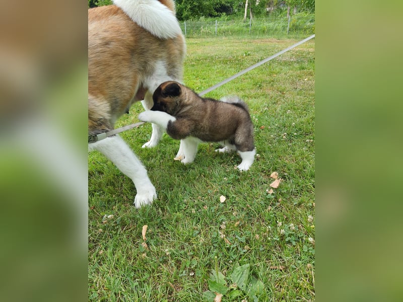 Amerikanische Akita