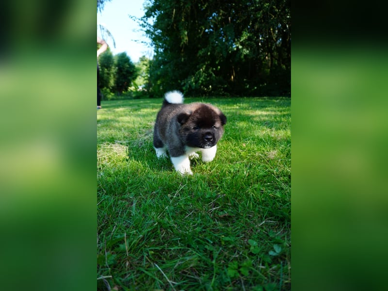 Amerikanische Akita