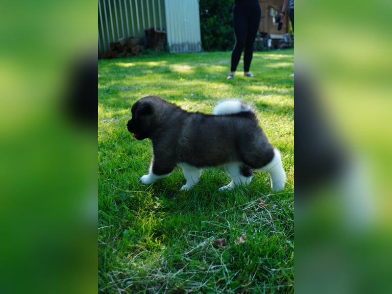 Amerikanische Akita