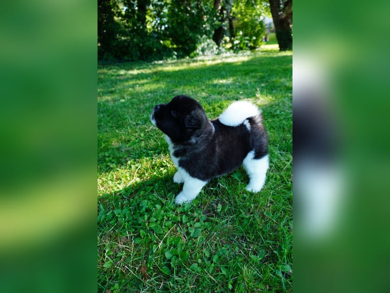 Amerikanische Akita