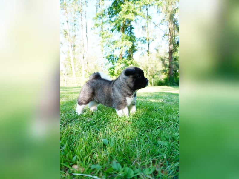 Amerikanische Akita